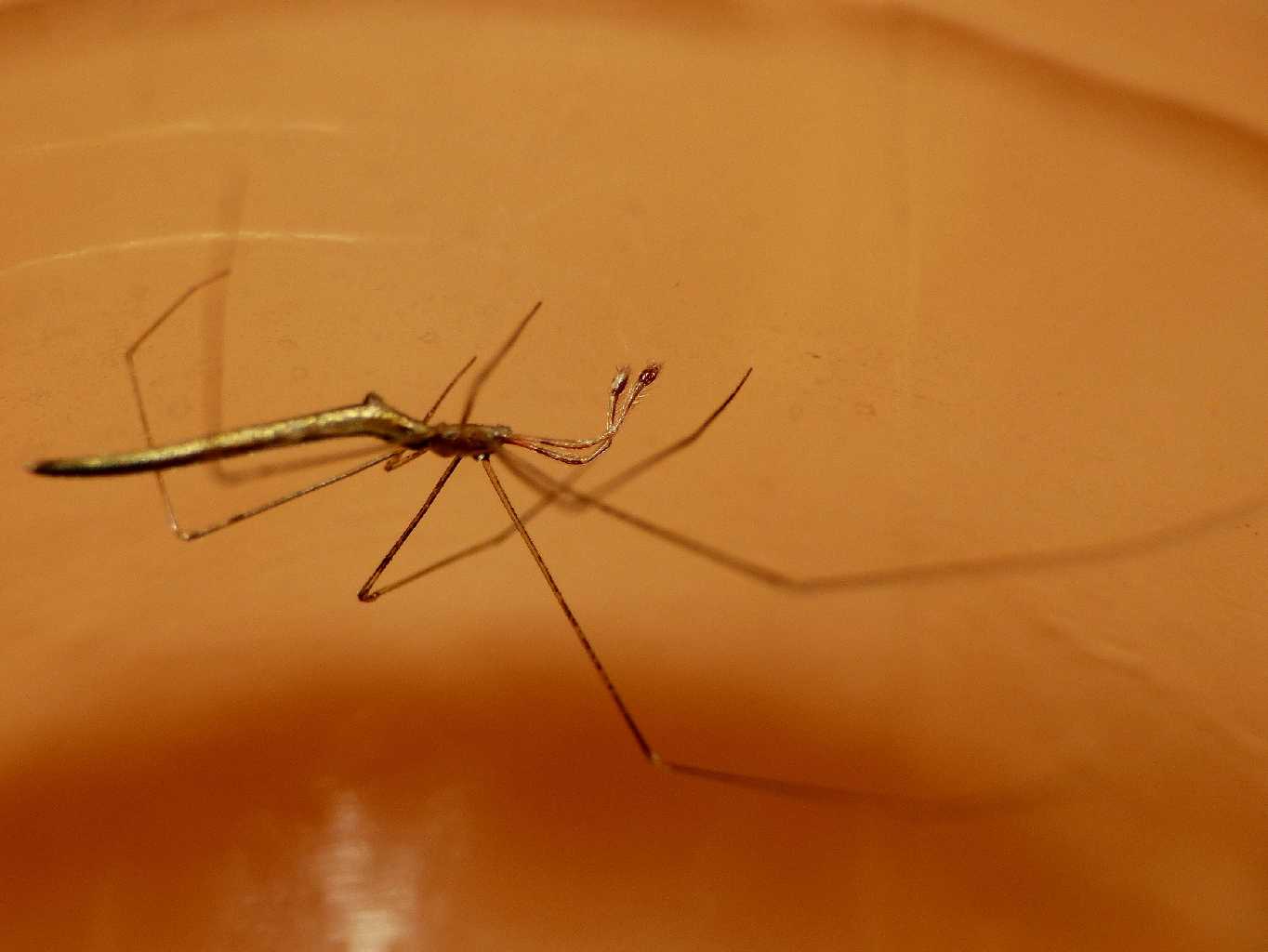 Maschio di Rhomphaea sp. - S. Teresa G. (OT)